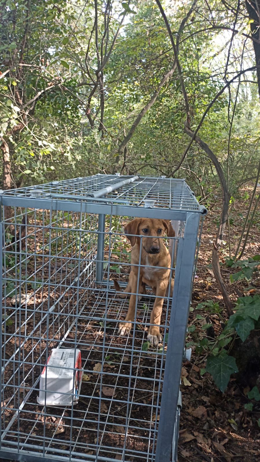 Kafeste köpek