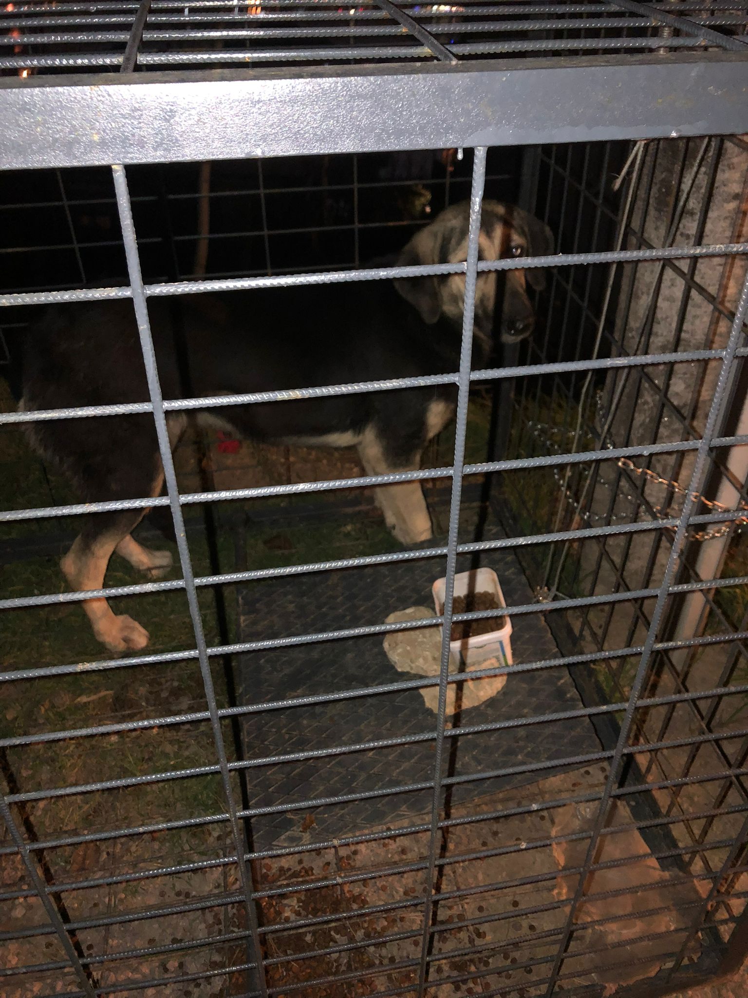 Kafeste köpek